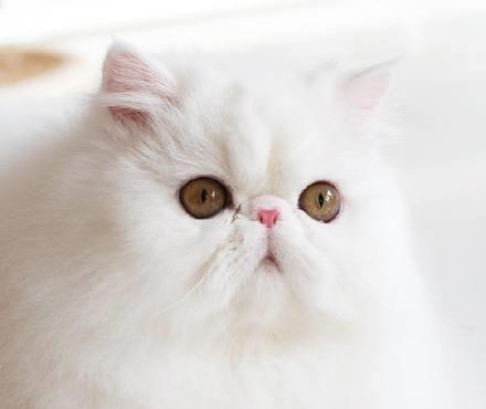 宠物猫扰民怎么处理