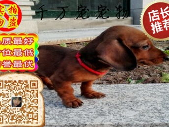 腊肠宠物狗售卖怎么样啊