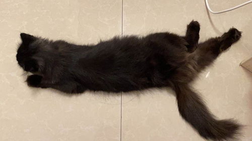 宠物猫怎么能吃胖一点