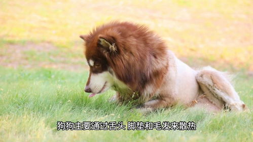 宠物狗夏日降温怎么办呢