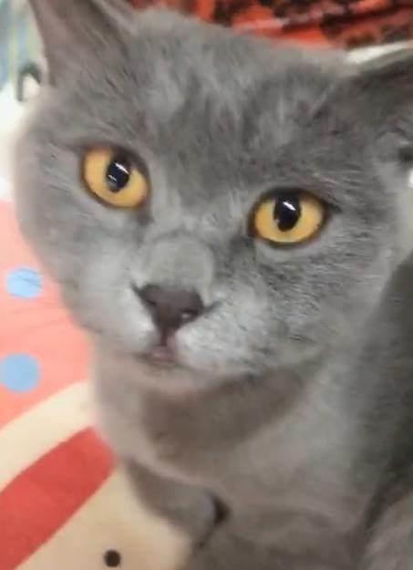 丑猫遇见宠物狗会怎么样