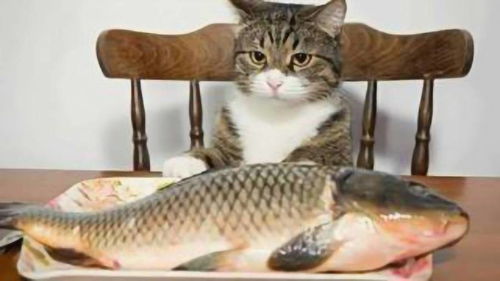 宠物猫为啥不怎么叫