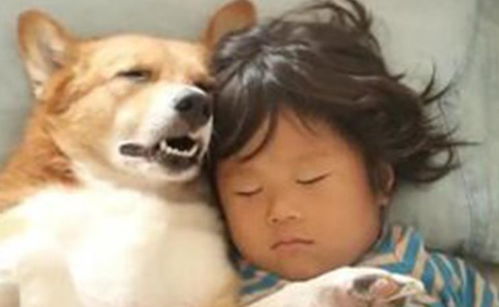 怎么免费领取一只宠物狗