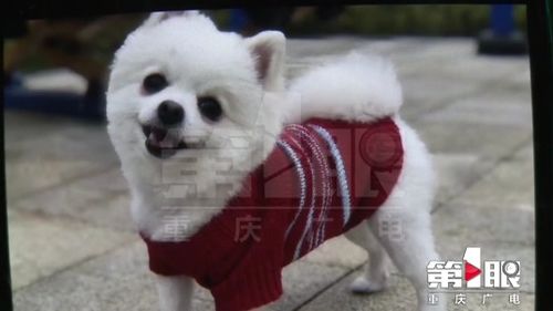 宠物狗麻醉后抽搐怎么办