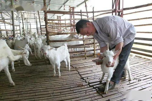 怎么养羊宠物狗呢好养活