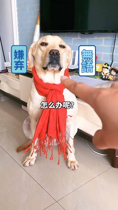 怎么驯服白多斯宠物狗呢