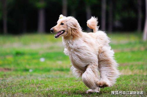 宠物狗怎么站起来走路姿势