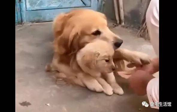 怎么让宠物狗来握握手呢