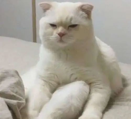 养宠物猫怎么驱虫