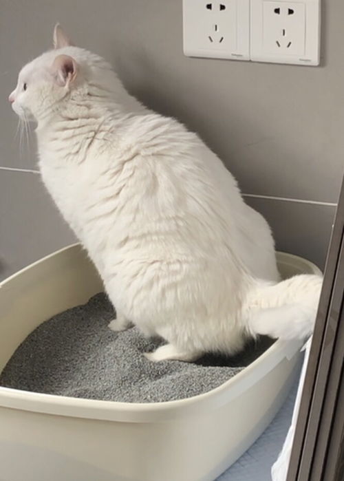 宠物猫怎么尿尿