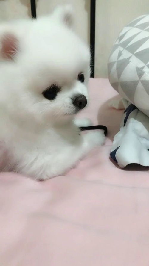 宠物狗喜欢撒娇怎么办呀