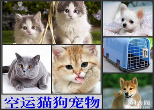 市内怎么托运宠物猫狗猫