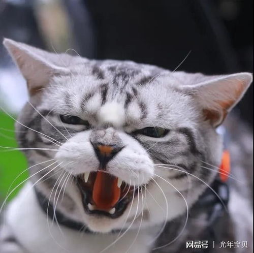 宠物猫鼻炎怎么治疗