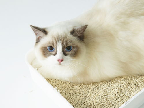宠物猫买猫砂怎么选