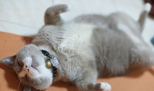 宠物猫扔出门会怎么样吗