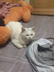 宠物猫打绳子怎么打
