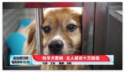 自家宠物狗被咬死怎么办