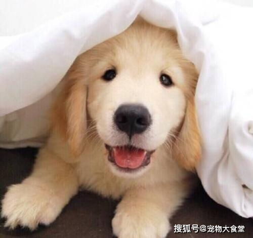 当你怀孕了宠物狗怎么办