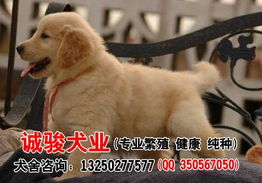 有条宠物狗想卖了怎么办