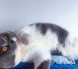 常州宠物猫丢失怎么办