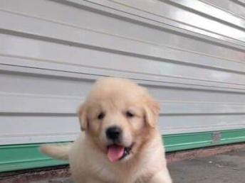 金毛幼犬大概多少钱