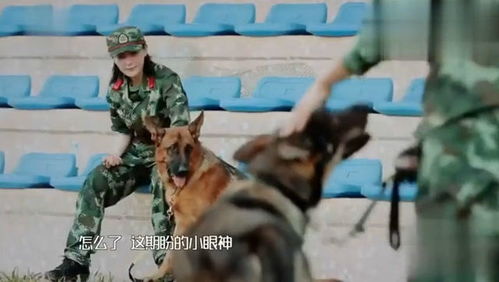 军犬和宠物狗打架怎么办