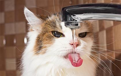 宠物猫怎么老喝水呀
