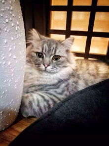 宠物猫名字怎么取