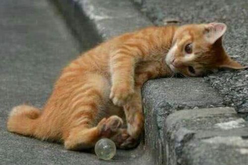 流浪宠物猫怎么抓