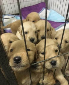 新家不让养宠物狗吗怎么办
