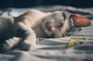 怎么训练猫成宠物猫