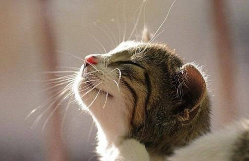 宠物猫拉屎有蛆怎么办啊