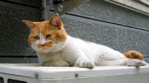带宠物猫去野外玩怎么办