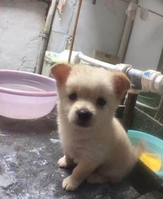 直播卖小宠物狗怎么样