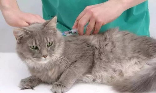 猫打防疫针多少钱
