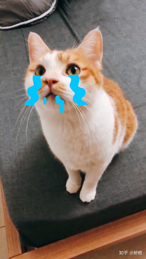 宠物猫怎么吃宠物鱼肉