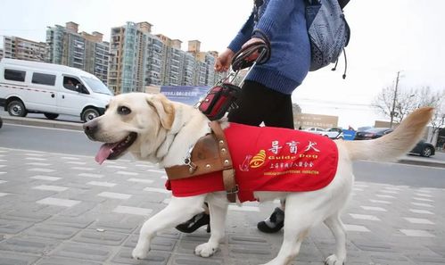 中国有多少导盲犬