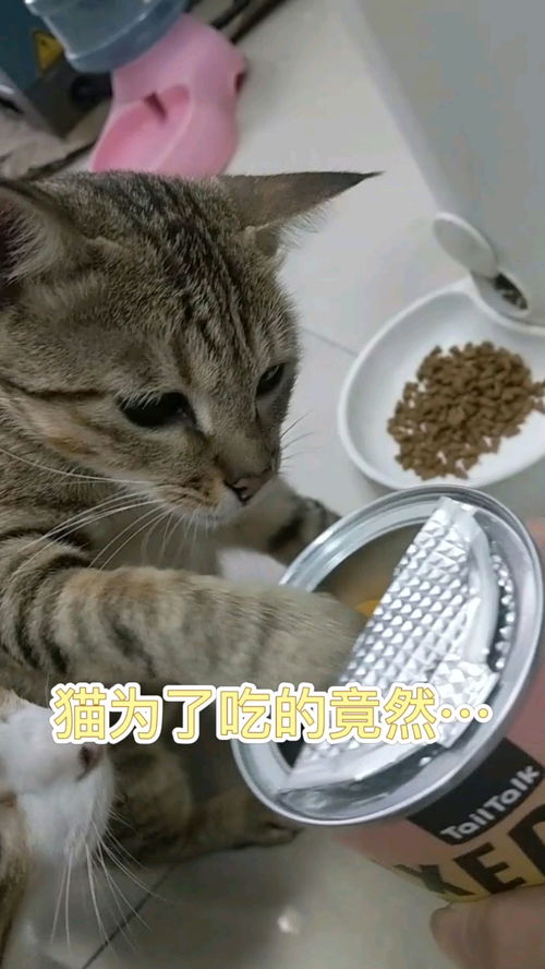 宠物狗吃的冻干怎么做