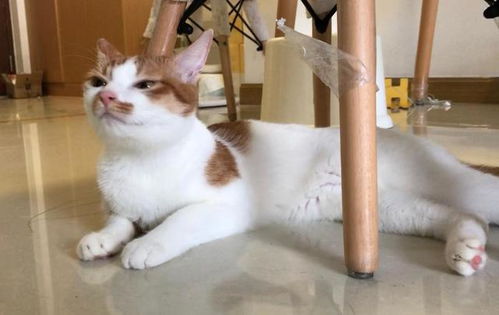 宠物猫怎么过夏天