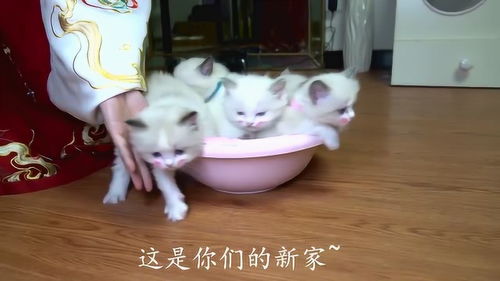 宠物猫怎么搬到新家