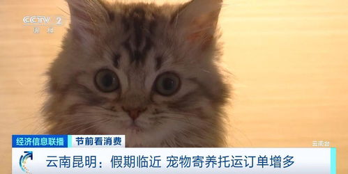 宠物店怎么托运宠物猫