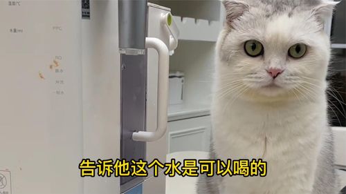 不是宠物猫的猫怎么训