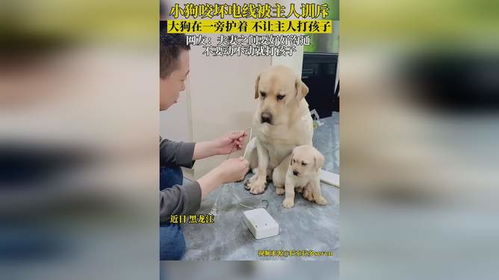 宠物狗幼犬咬主人怎么办