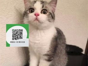 宠物猫店介绍怎么写