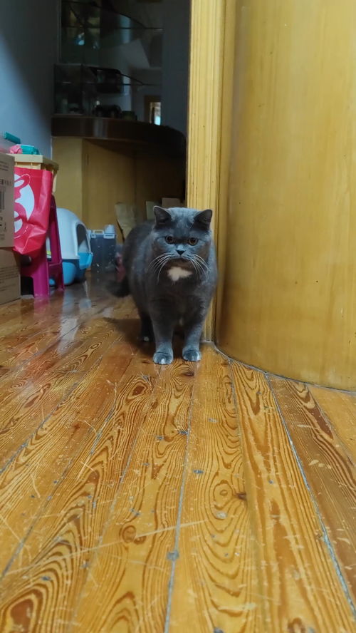 降温宠物猫怎么保暖