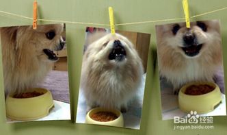 宠物狗容易护食怎么办啊