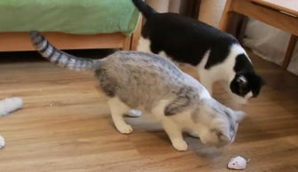 家里怎么摆放宠物猫好看