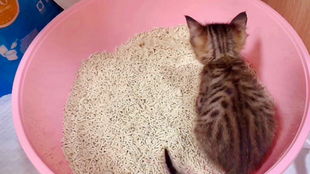 怎么教小宠物狗用猫砂盆