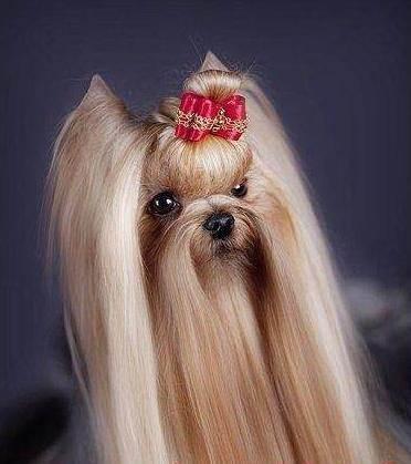 茶杯犬约克夏多少钱