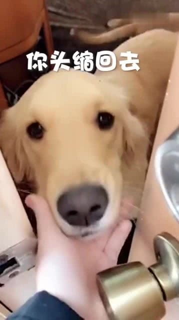 宠物狗不让出门怎么办呢